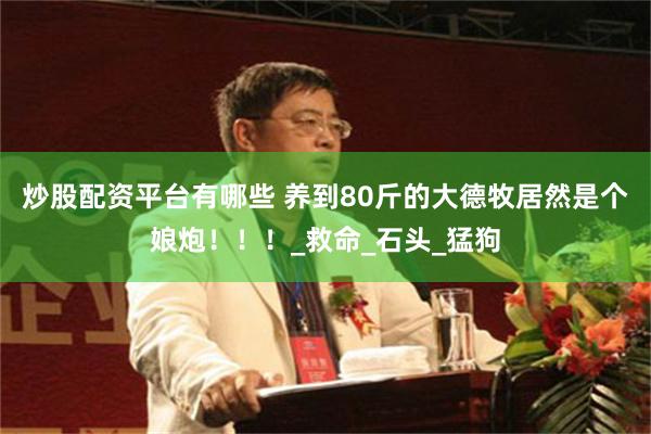 炒股配资平台有哪些 养到80斤的大德牧居然是个娘炮！！！_救命_石头_猛狗